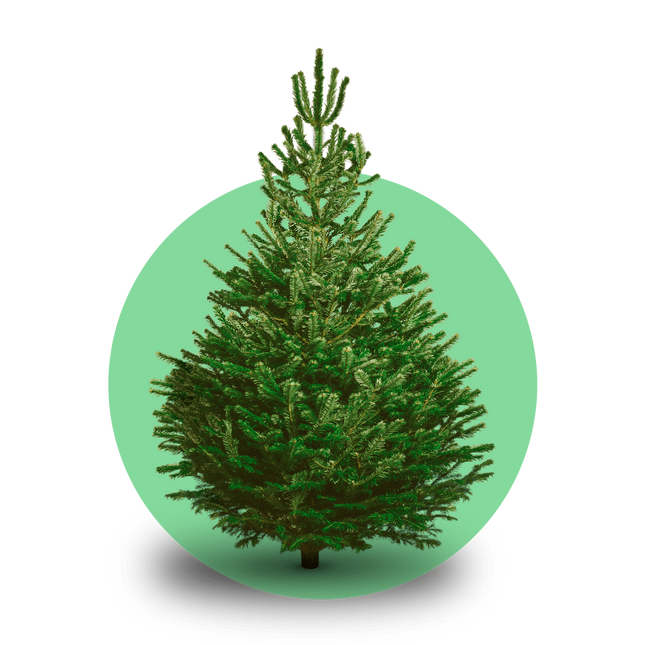Gezaagde Nordmann kerstboom – Abies nordmanniana