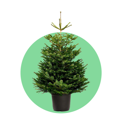 Nordmann kerstboom in pot kopen – Abies nordmanniana