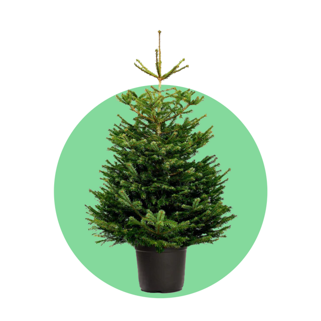 Nordmann kerstboom in pot kopen – Abies nordmanniana
