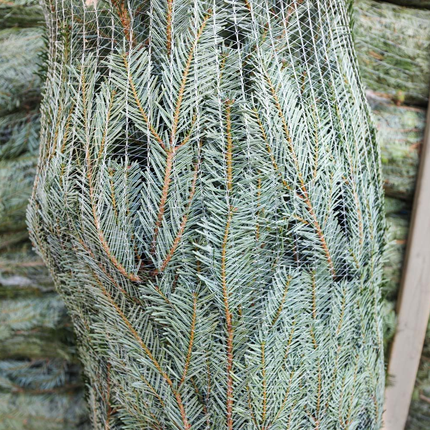 Nordmann kerstboom ingepakt in net voor transport en levering