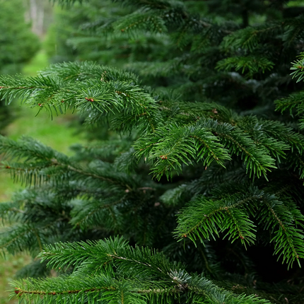 Close-up van donkergroene naalden van een Nordmann kerstboom