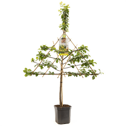 Prunus domestica R-Cl. d'Oullins - Gele pruim leivorm