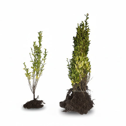 Bos blote wortel Ligustrum ovalifolium ‘Aureum’ wintergroene bonte liguster, met compacte groei en geelgroene bladeren als voorbeeld voor haagbeplanting.