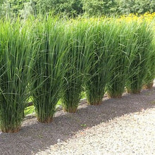 Afbeelding in Gallery-weergave laden, 🌾 Panicum virgatum ‘Northwind’ – Sierlijk Prairiegas (C10 pot) 3 beschikbaar!
