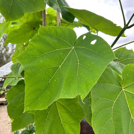 Paulownia tomentosa - Anna Paulownaboom