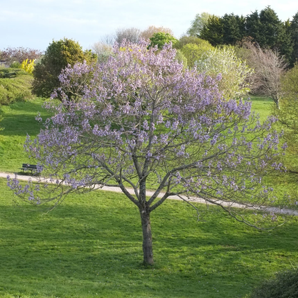 Paulownia tomentosa - Anna Paulownaboom