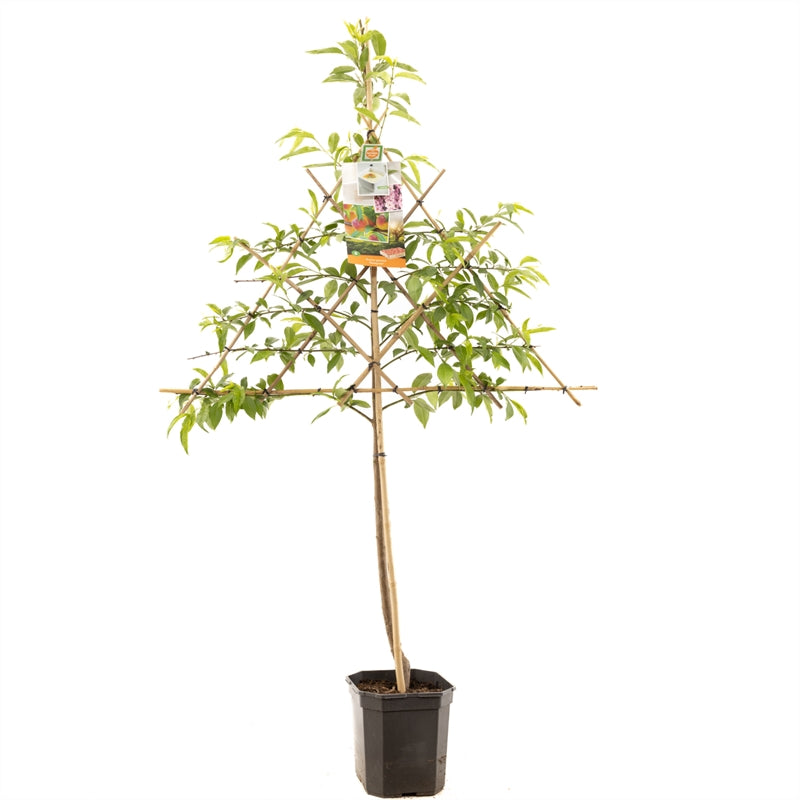 Prunus persica Peregrine - Perzik leivorm