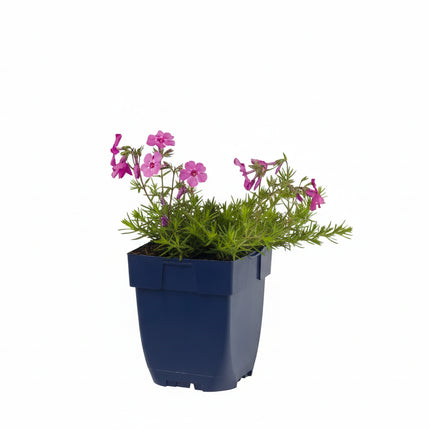 Phlox ‘MacDaniel's Cushion’ jonge plant in P9 pot met laagblijvend, groen loof, geschikt voor rotstuin of als bodembedekker.