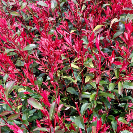 Photinia fraseri 'Carré Rouge' - Glansmispelhaag