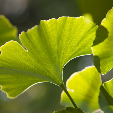 Ginkgo biloba 'Menhir' - Japanse Notenboom
