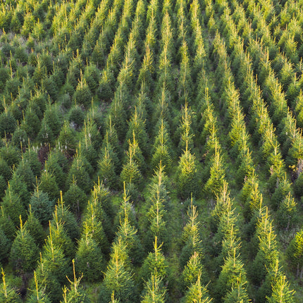 Fijnspar kerstbomen op de kwekerij – Picea abies