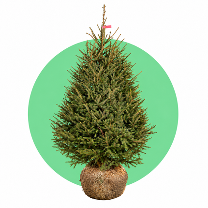 Fijnspar kerstboom met kluit – Picea abies