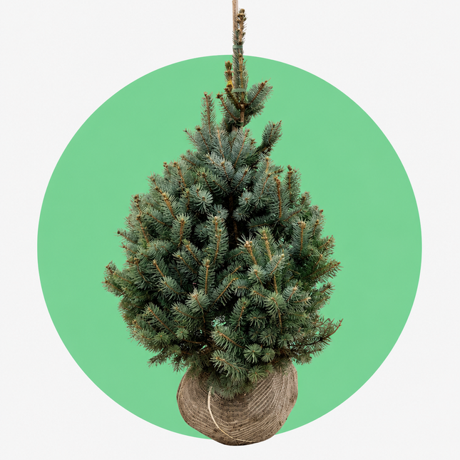 Blauwspar Super Blue kerstboom met kluit – Picea pungens