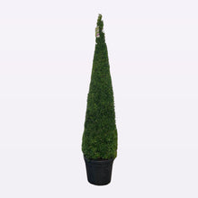 Afbeelding in Gallery-weergave laden, Buxus Sempervirens Piramide
