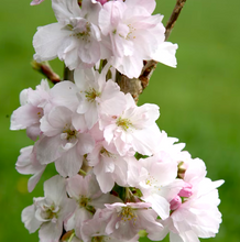 Afbeelding in Gallery-weergave laden, Prunus serr. Amanogawa - Japanse Sierkers
