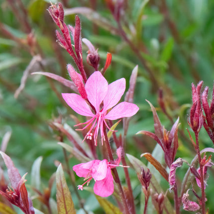 Close-up van Gaura ‘Graceful Pink’ met zachtroze bloemen en fijne, lange meeldraden aan luchtige stelen.