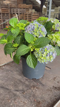 Video laden en afspelen in Gallery-weergave, Hydrangea macrophylla - Boerenhortensia blauw
