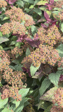 Video laden en afspelen in Gallery-weergave, Spiraea japonica ‘Double Play Artist’ - Spierstruik
