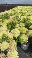 Video laden en afspelen in Gallery-weergave, Hydrangea paniculata &#39;Little Lime&#39; - Compacte Pluimhortensia
