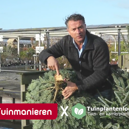 Tuinmanieren - Kies je een gezaagde kerstboom of een boom met kluit?