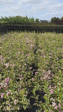 Video laden en afspelen in Gallery-weergave, Weigela &#39;Nana Variegata&#39; - Sierheester
