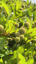 Video laden en afspelen in Gallery-weergave, Cephalanthus occidentalis - Kogelbloem
