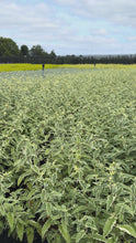 Video laden en afspelen in Gallery-weergave, Caryopteris clandonensis ‘White Surprise’ – Blauwbaard

