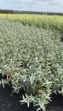 Video laden en afspelen in Gallery-weergave, Caryopteris clandonensis ‘Sterling Silver’ – Blauwbaard
