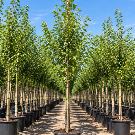 Prunus avium Zoete kers als inheemse boom in container op de kwekerij