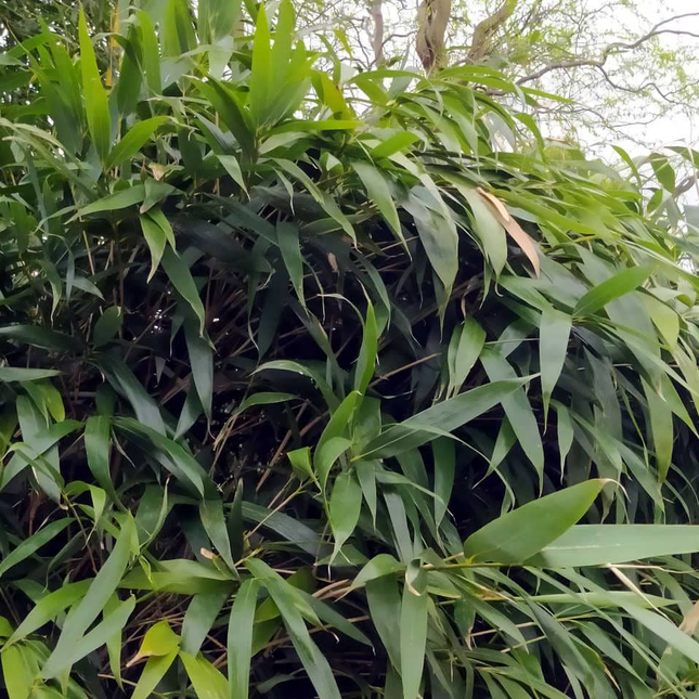 Pseudosasa japonica - Woekerende bamboe