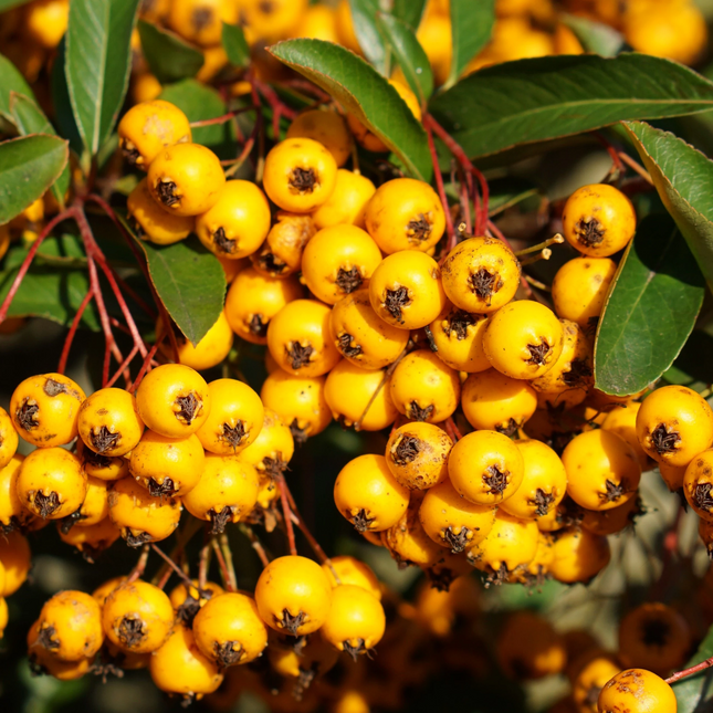 Detail van gele bessen van Pyracantha ‘Soleil d’Or’