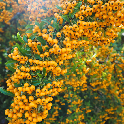 Vuurdoorn Pyracantha ‘Soleil d’Or’ met gele bessen