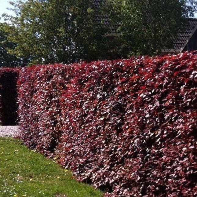 Aanplantpakket Rode Beukenhaag – Fagus sylvatica Blote wortel met Grond & Professionele Plaatsing