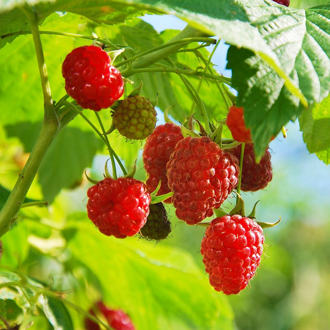 Rubus idaeus - Framboos - Haagelement
