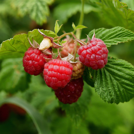 Rubus idaeus - Framboos - Haagelement