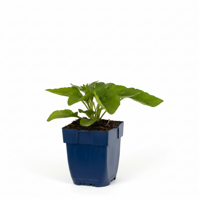 Rudbeckia ‘Goldsturm’ jonge plant in P9 pot met stevig, frisgroen blad, geschikt voor een zonnige standplaats.