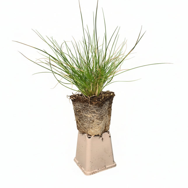 ruwe smele p9 pot 