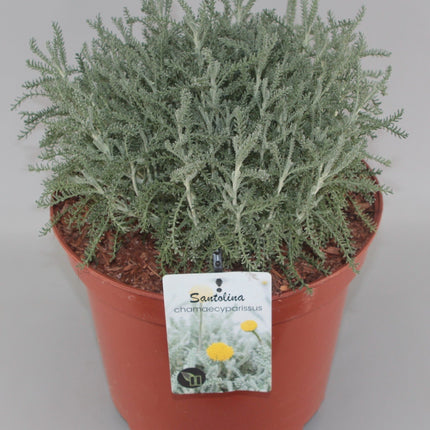 Santolina chamaecyparissus - Heiligenbloem