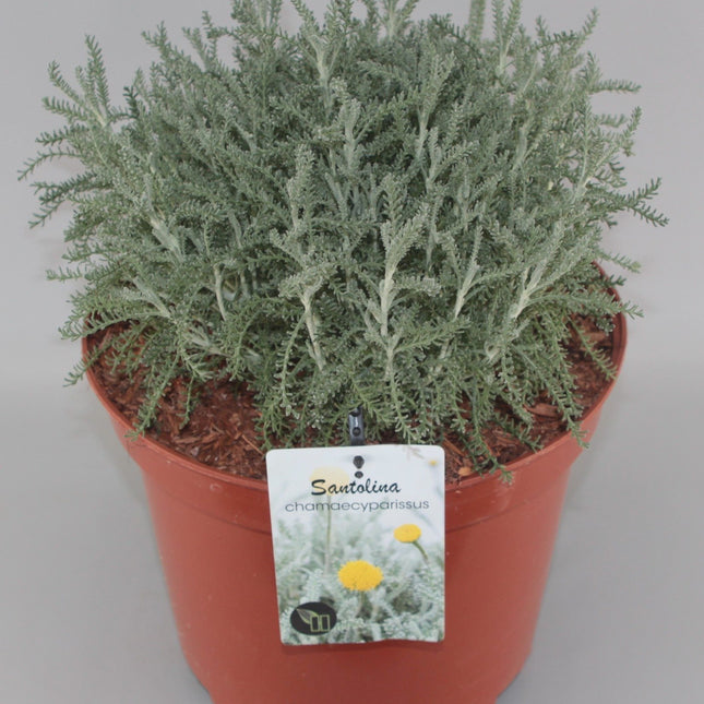 Santolina chamaecyparissus - Heiligenbloem