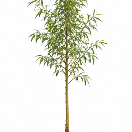 Salix pentandra Laurierwilg als inheemse boom met blote wortel