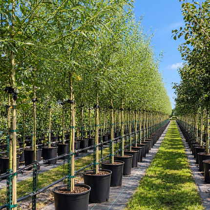 Salix pentandra Laurierwilg als inheemse boom in container op de kwekerij