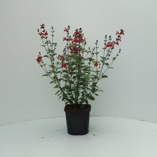 Salvia ‘Royal Bumble’ jonge plant in pot met aromatisch groen blad, geschikt voor zonnige border of pot.