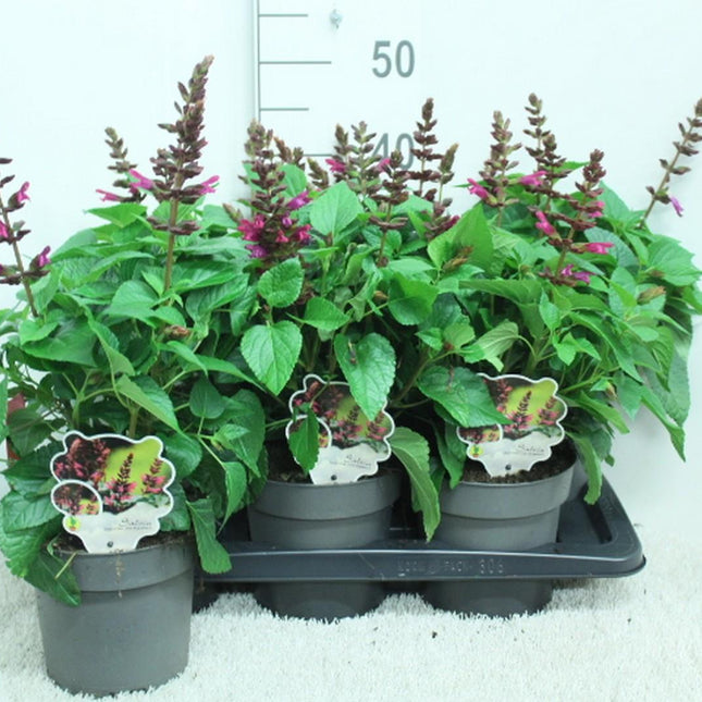 Salvia Salgoon Lake Flamingo met flamingoroze bloemen voor in zonnige border