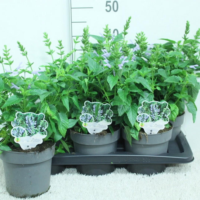 Salvia 'Salgoon Lake Silvretta' – Witte Siersalie | Lange Bloei