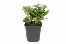 Afbeelding in Gallery-weergave laden, Pachysandra terminalis ‘Green Carpet’ – Dikkemanskruid
