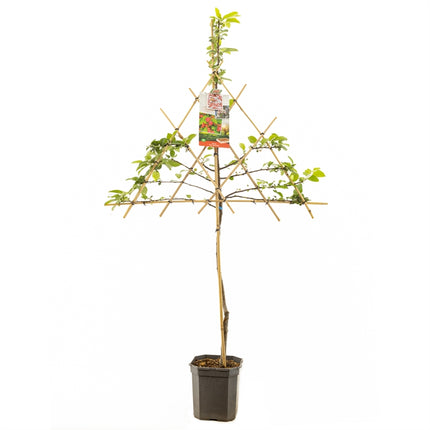Malus Red Sentinel - Rode sierappel leivorm
