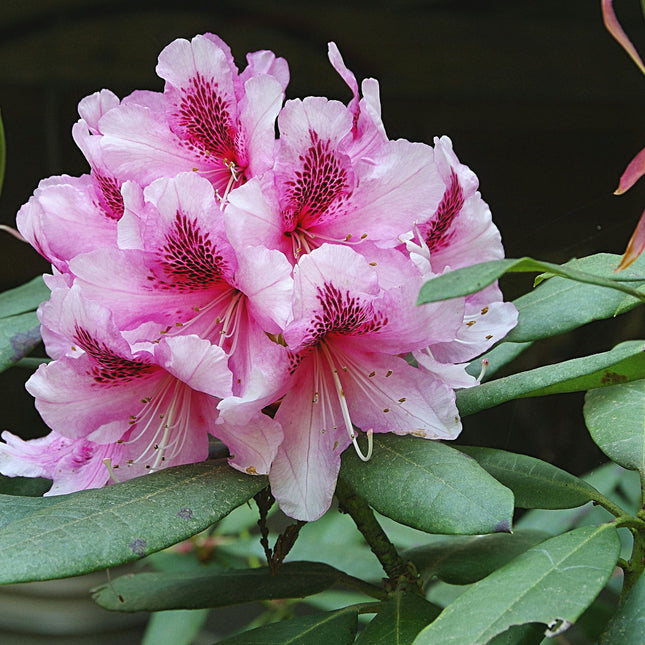 Rhododendron 'Albert Schweitzer'