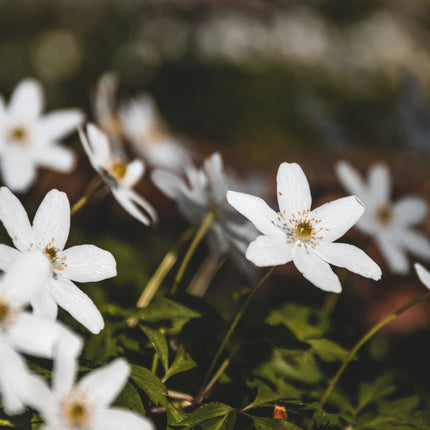 Anemone 'Ruffled Swan' - Herfstanemoon