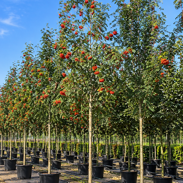 Sorbus aucuparia Wilde lijsterbes als inheemse boom in container op de kwekerij