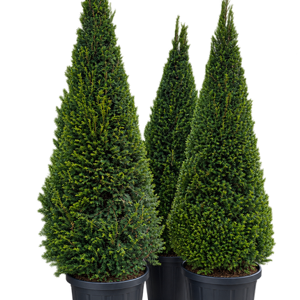 Taxus baccata kegel 120-130 cm – Venijnboom
